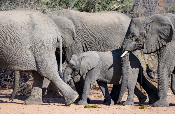 Young elephant among other elephants in the herd, African elephant (Loxodonta africana), desert elephant, near the Ugab River, Damaraland, Kunene region, Namibia