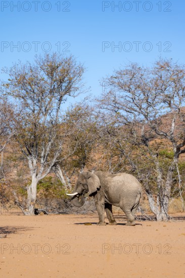 African elephant (Loxodonta africana), desert elephant in barren desert landscape, riverbed of the Ugab River, Damaraland, Erongo, Namibia