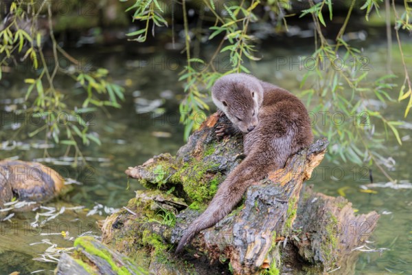 A Eurasian otter (Lutra lutra) grooms himself on a root of a tree with some moss on it lying in the water. Surrounded by water. Check Republic