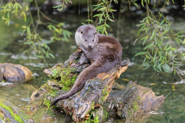 A Eurasian otter (Lutra lutra) rests on a root of a tree with some moss on it lying in the water. Surrounded by water. Check Republic