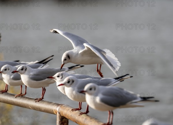 Black-headed gulls in winter dress, on a railing on the Rhine near Duisburg-Walsum, North Rhine-Westphalia, Germany