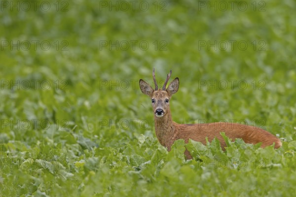 An old roebuck (Capreolus capreolus) purposefully follows the whistling of a doe ready to mate, leaf time, rut, roe rut, summer coat, Germany