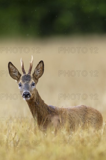 Roebuck (Capreolus capreolus) yearling in a field, eyes, eye contact, summer coat, Germany