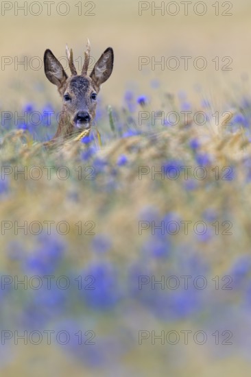 A roebuck (Capreolus capreolus) peers attentively out of a barley field with flowering cornflowers (Centaurea cyanus), eye contact, Germany