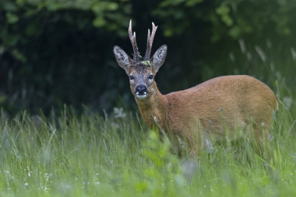 Roebuck (Capreolus capreolus) with unusual horns, an 8-pointer, abnormal, eyes, eye contact, summer coat, Germany