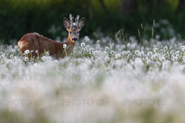 Roebuck (Capreolus capreolus) yearling with bast horns grazing on a dandelion meadow (Taraxacum officinale), dandelion, eyes, eye contact, summer coat, Germany