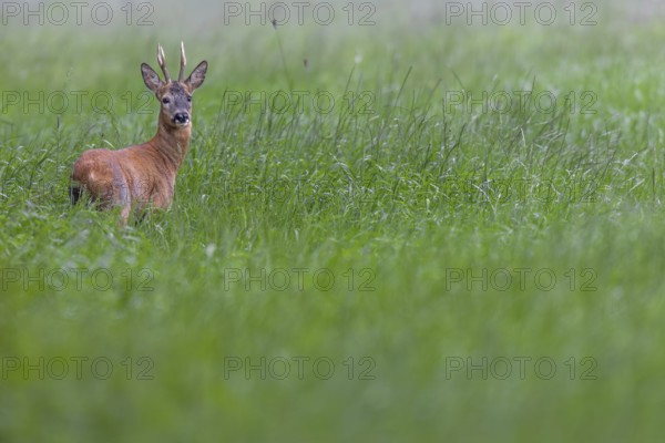 Roebuck (Capreolus capreolus) in best physical condition, eye contact, summer coat, Germany