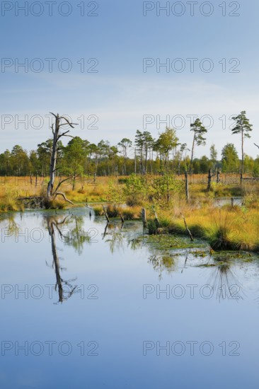 Pine forest and dead wood near Seelein in Pitzmoor in the Lüneburger Heide nature park Park near Schneverdingen, Lower Saxony, Germany