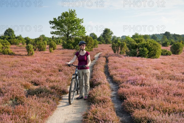 Woman riding a bicycle in the blooming Lüneburger Heide, Lower Saxony, Germany