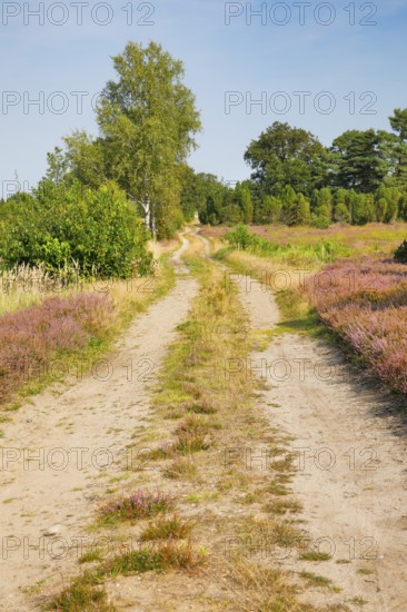 Tree-lined dirt road amidst blooming southern heath, Lower Saxony, Germany