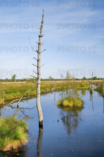 Dead wood spikes in moor water, Seelein in Pitzmoor, Lüneburger Heide nature park Park near Schneverdingen, Lower Saxony, Germany