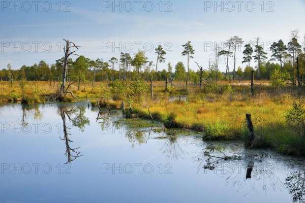 Pine forest and dead wood near Seelein in Pitzmoor in the Lüneburger Heide nature park Park near Schneverdingen, Lower Saxony, Germany