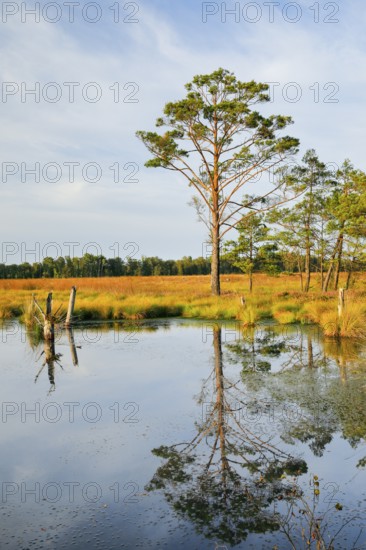 Pine forest and lake in Pitzmoor in the Lüneburger Heide nature park Park near Schneverdingen, Lower Saxony, Germany