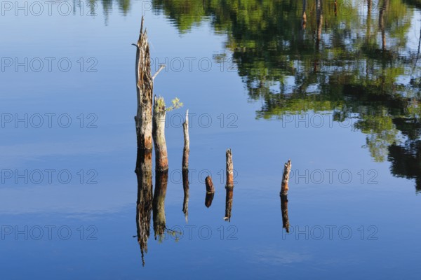 Dead wood is reflected in the water in Pitzmoor in the Lüneburger Heide nature park Park near Schneverdingen, Lower Saxony, Germany