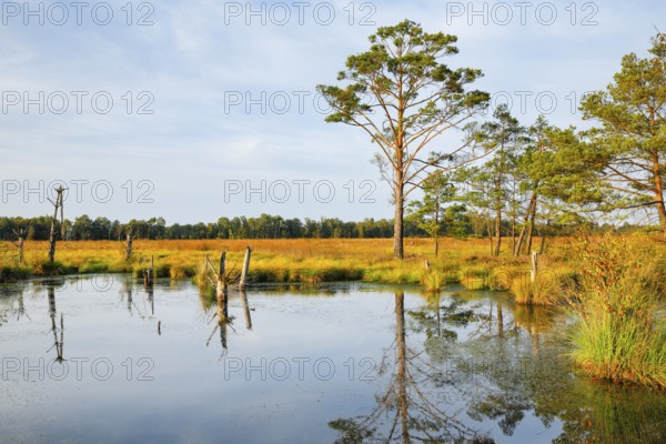 Pine forest and lake in Pitzmoor in the Lüneburger Heide nature park Park near Schneverdingen, Lower Saxony, Germany