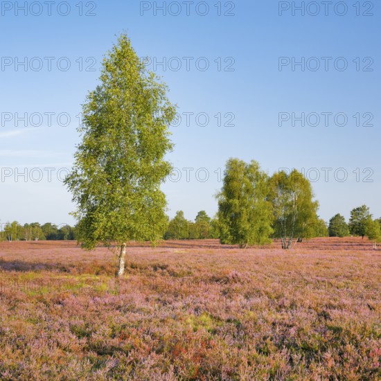 Birches in the blooming Lüneburg Heath, Osterheide near Schneverdingen, Lower Saxony, Germany