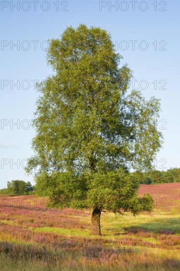 Large birch tree in the blooming Lüneburg Heath, Lower Saxony, Germany