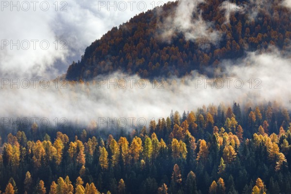 Coniferous forest with larch and spruce trees crossed by clouds of fog, Engadin, Canton of Graubünden, Switzerland