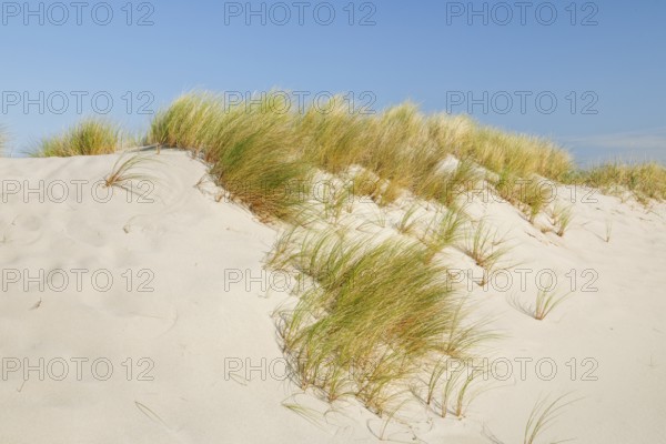 Sand dunes on the elbow on the island of Sylt, Germany
