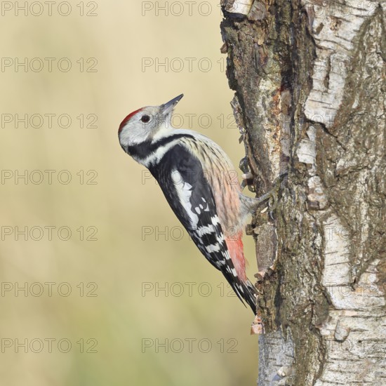 Middle spotted woodpecker (Dendrocopos medius), foraging on the trunk of a common birch (Betula pendula), wildlife, woodpeckers, nature photography, autumn, Wilnsdorf, North Rhine-Westphalia, Germany