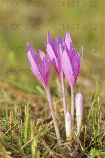 Autumn crosses (Colchicum autumnale), timeless plants (Colchica) half-opened flowers in a meadow, endangered, protected poisonous plant species, native nature, wet meadow, autumn herald, season, autumn, onion plant, poisonous plant, Wilnsdorf, North Rhine-Westphalia, Germany