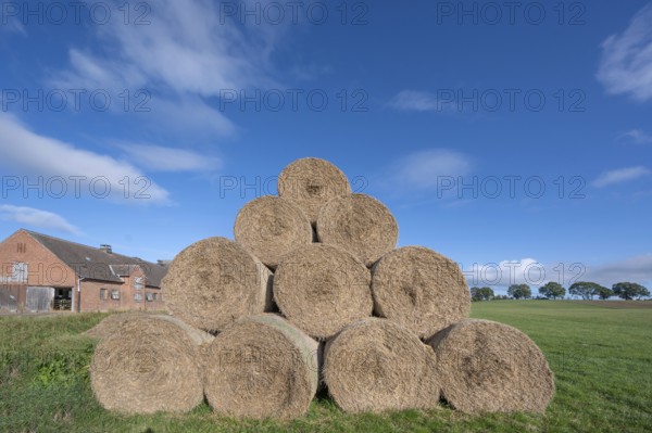 Stacked round straw bales of the agricultural cooperative in a meadow, in the back of the cowshed, Othenstorf, Mecklenburg-Western Pomerania, Germany