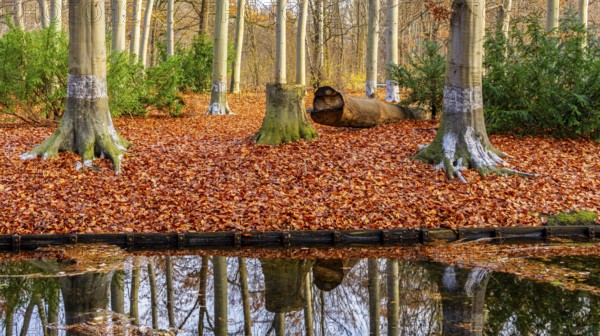 Protection against beaver damage, with whitish paint containing quartz sand, painted trees in the Berlin Tiergarten in Mitte, Berlin, Germany