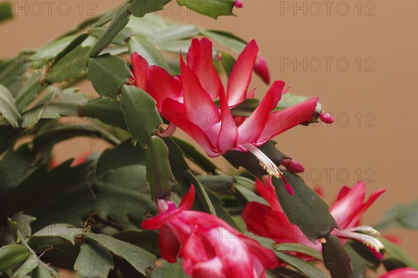 Christmas cactus (Schlumbergera truncata), flowers, in studio, North Rhine-Westphalia, Germany