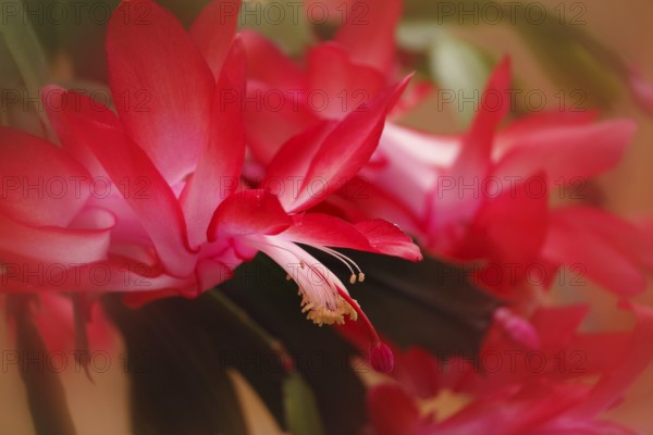 Christmas cactus (Schlumbergera truncata), blossoms, in studio, with alienation, North Rhine-Westphalia, Germany