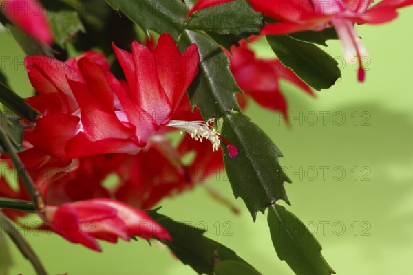 Christmas cactus (Schlumbergera truncata), flowers, in studio, North Rhine-Westphalia, Germany