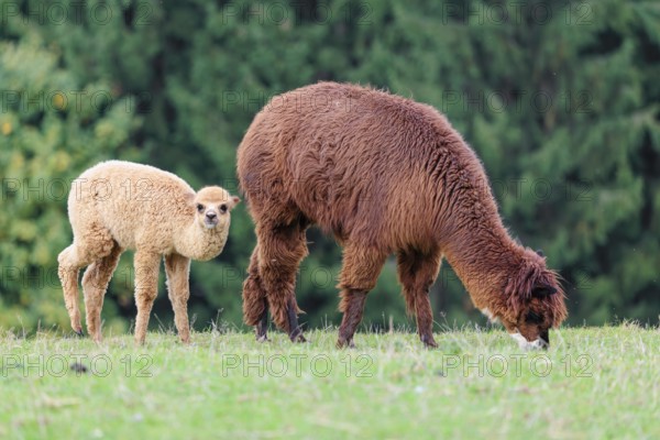 A young white alpaca (Vicugna pacos) stands next to its brown mother on a green meadow on hilly terrain. Captive, Slovakia