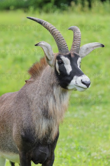 A roan antelope (Hippotragus equinus) stands in a green meadow. South Africa