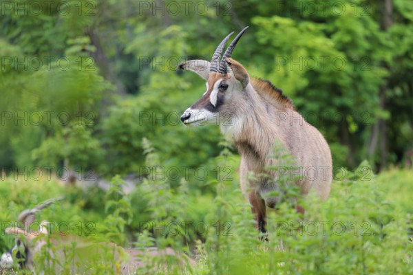 A roan antelope (Hippotragus equinus) stands in a green meadow with tall vegetation. South Africa