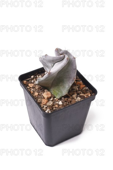 Silver green colored 'Stenocereus Pruinosus cactus houseplant in flower pot on white background
