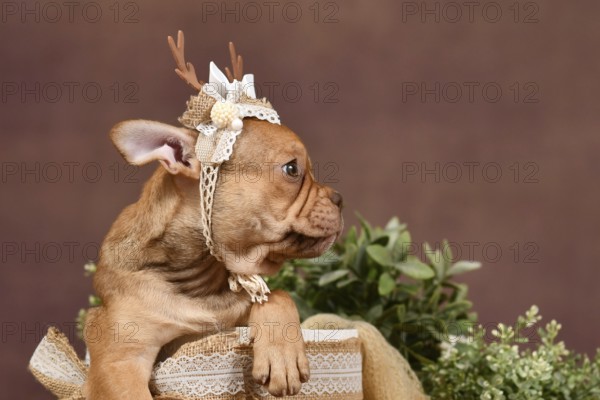 Profile view of French Bulldog puppy with reindeer antlers and long nose in box in front of brown background with boho style decoration