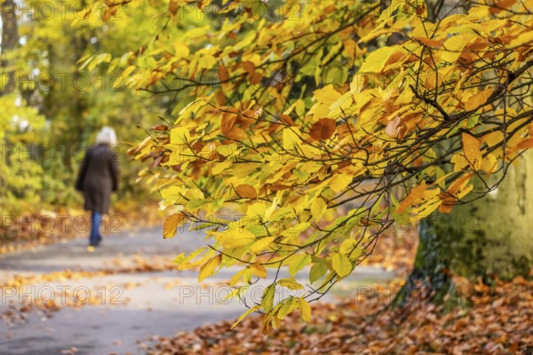 Spa garden Bad Cannstatt in autumn with a walker. hop beech (Ostrya carpinifolia) . Stuttgart, Baden-Württemberg, Germany
