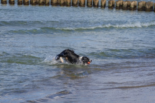 Dog, border collie fetches a ball from the Baltic Sea, Ahrtenshoop, Darß, Mecklenburg-Western Pomerania, Germany