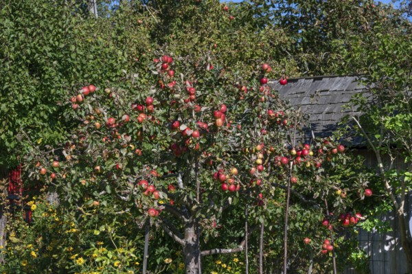 Apple tree (Malus) with ripe fruits, Darß, Mecklenburg-Western Pomerania, Germany