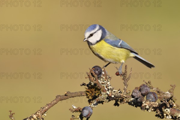 Blue tit (Parus caeruleus), sitting on a branch in a blackthorn bush, (Prunus spinosa), sloes, with ripe fruit, autumn, wildlife, animals, tit family, songbird, birds, Wilnsdorf, North Rhine-Westphalia, Germany