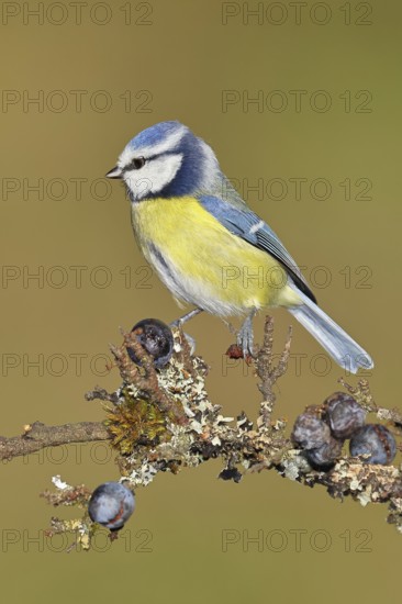 Blue tit (Parus caeruleus), sitting on a branch in a blackthorn bush, (Prunus spinosa), sloes, with ripe fruit, autumn, wildlife, animals, tit family, songbird, birds, Wilnsdorf, North Rhine-Westphalia, Germany