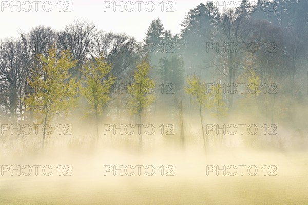 Autumnal birch trees (Betula pendula), in fog, Beinwil-Freiamt, Canton, Aargau, Switzerland