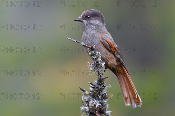 Accidental shark (Perisoreus infaustus) in Fulufjället National Park, Lichen Branch, Sweden
