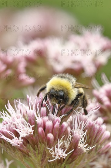Forest bumblebee (Bombus sylvarum) sitting on common water can (Asteraceae), close-up, Wilnsdorf, North Rhine-Westphalia, Germany
