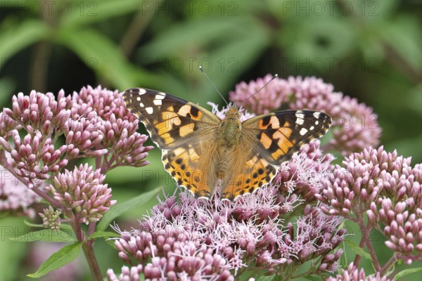 Safflower (Vanessa cardui) on a flower of the common water forest (Asteraceae) on a forest path, close-up, Wilnsdorf, North Rhine-Westphalia, Germany