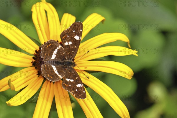 Map (Araschnia levana), summer generation, opened wings, on a flower of yellow coneflower (Echinacea paradoxa), in a natural environment in the wild, close-up, wildlife, insects, butterflies, butterflies, Wilnsdorf, North Rhine-Westphalia, Germany