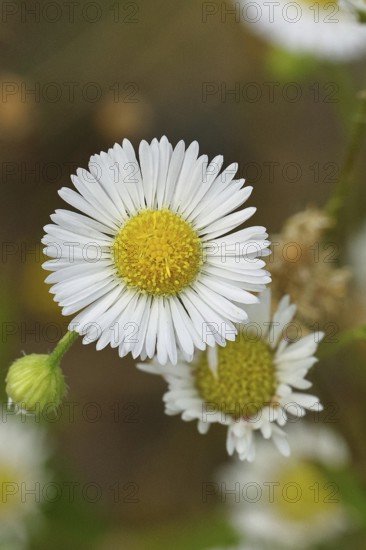 Annual herb (Erigeron annuus), white-yellow flower on the roadside in the field, Wilnsdorf, North Rhine-Westphalia, Germany