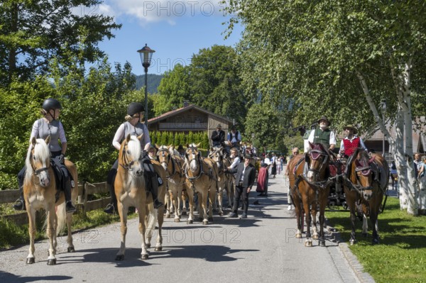 Decorated horses with carriage, horse team, parade at Tegernsee, Rosstag, Rottach-Egern, Upper Bavaria, Bavaria, Germany