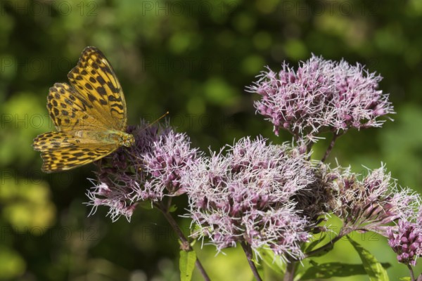 Pearl butterfly (Argynnis indet), butterfly on the flowers of a plant, close-up, wetland, Upper Bavaria, Bavaria, Germany