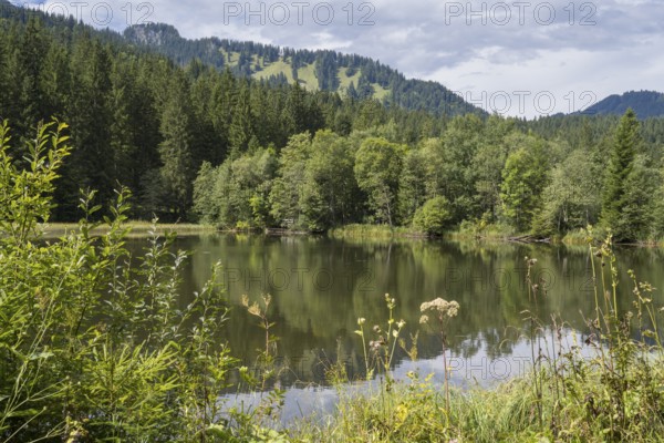 Landscape near Suttensee, wetland, Mangfall Mountains, Rottach-Egern, Upper Bavaria, Bavaria, Germany