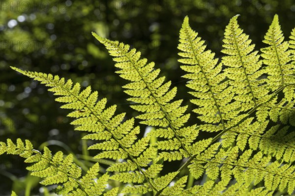 Fern in backlight, close-up, Upper Bavaria, Bavaria, Germany